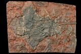 Silurian Fossil Crinoid (Scyphocrinites) Plate - Morocco #134267-1
